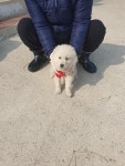 전남 함평 믹스견, 2026년 3월12일 발견!… 입양을 원해요, 반려가족을 기다리고 있어요 (+믹스견, 학교임시동물보호센터, 전남-함평-2026... 