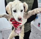 경남 합천 믹스견, 2026년 3월17일 발견!… 한 마리 입양이 세상을 다... 그 아이의 세상은 완전히 바뀝니다. (+믹스견, 태민동물보호센터, 경남-...