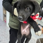 … 사지 말고 입양하면, 당신의 집이 한 생명에게는 천국이 됩니다. (+믹스견, 태민동물보호센터, 경남-합천-2026-001...