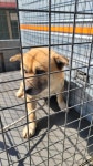 강원 정선 믹스견, 2026년 4월8일 발견!… 유기견이 아닌, 누군가의 우리 집 강아지로 불리고 싶어요 (+믹스견, 정선가축병원, 강원-정선... 