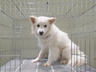 … 외로운 우리 속에서 가족을 꿈꾸는 아이에게 손 내밀어주실 분을 찾습니다. (+믹스견, 위더스 동물보호센터, 경기-...