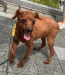 전남 광양 푸들, 2026년 5월21일 발견!… 어제보다 오늘, 오늘보다... 가족을 꿈꾸고 있어요 (+푸들, 광양시 임시보호소, 전남-광양-2026-0014...