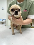 … 내 등을 토닥이며 괜찮아, 이제 집이야라고 말해줄 사람을 찾고 있어요 (+치와와, 링크늘푸른동물병원, 전북-...