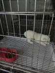 … 별거 없는 강아지지만, 당신에겐 특별한 존재가 되어줄게요 (+믹스견, 인월동물병원, 전북-남원-2026-00354)