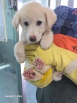 경남 통영 믹스견, 2026년 7월27일 발견!… 나를 보고 웃어줄 주인을 만나고 싶어요 (+믹스견, 통영시동물보호센터, 경남-통영-2026-00081)