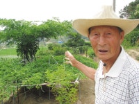 갈산면 ‘나무 할아버지’ 최낙중 씨 - 홍성신문 갈산면 ‘나무 할아버지’  최낙중 씨