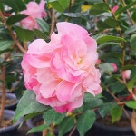 원예종묘의 선두주자 - 한솔원예종묘