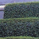 원예종묘의 선두주자 - 한솔원예종묘