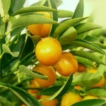 원예종묘의 선두주자 - 한솔원예종묘