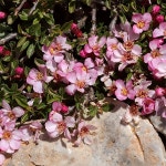 원예종묘의 선두주자 - 한솔원예종묘