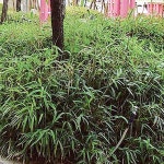 원예종묘의 선두주자 - 한솔원예종묘