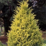 원예종묘의 선두주자 - 한솔원예종묘