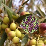 원예종묘의 선두주자 - 한솔원예종묘