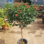 원예종묘의 선두주자 - 한솔원예종묘