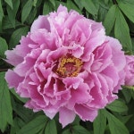 원예종묘의 선두주자 - 한솔원예종묘