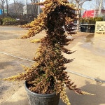 원예종묘의 선두주자 - 한솔원예종묘