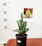 원예종묘의 선두주자 - 한솔원예종묘