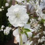 원예종묘의 선두주자 - 한솔원예종묘