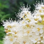 원예종묘의 선두주자 - 한솔원예종묘