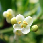 원예종묘의 선두주자 - 한솔원예종묘