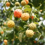 원예종묘의 선두주자 - 한솔원예종묘