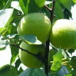 원예종묘의 선두주자 - 한솔원예종묘