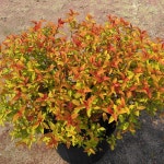 원예종묘의 선두주자 - 한솔원예종묘