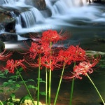 원예종묘의 선두주자 - 한솔원예종묘