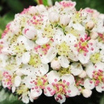 원예종묘의 선두주자 - 한솔원예종묘