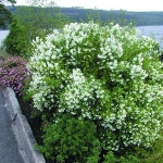 원예종묘의 선두주자 - 한솔원예종묘