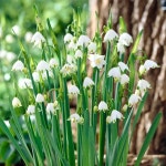 원예종묘의 선두주자 - 한솔원예종묘