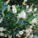 원예종묘의 선두주자 - 한솔원예종묘