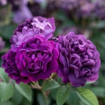 원예종묘의 선두주자 - 한솔원예종묘