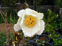 원예종묘의 선두주자 - 한솔원예종묘