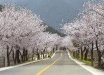 벚꽃길 | 문화관광포털