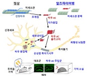 [BRIC 뉴스레터] 알츠하이머 치매의 새로운 발병 기전 규명 | BRIC