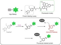 [과산화수소 반응성 단백질 표지 시약/H2O2-Responsive Protein Labeling Reagent] Hyp-Stamp [FDV-0052]_Funakoshi - 코아사이언스... 