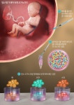 [눈으로 보는 1분 과학] 임신 말기 태아 유래 오가노이드 | 연재 > Bio뉴스 > 동향 | BRIC