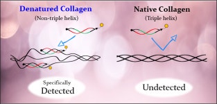 BindCOL, biotin-conjugated, Denatured Collagen Detection Reagent [FDV-0035]_Funakoshi - 코아사이언스 | 연구용제품 > Bio마켓 | BRIC