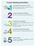 [GeneSTAR] 4장을 동시에 Trans-Blotting 할 수 있어요. (Bio-Rad호환) | 할인행사 > Bio마켓 | BRIC
