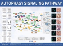 주식회사 오토파지코리아 | [CUSABIO - 한국 공식, 모아바이오] Autophagy related products 오토파지 관련 제품을 소개합니다~! ------- Hot ! ------- | 연구용제품...