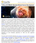 [GeneTex 한국공식대리점 (주)메디플바이오랩] CoQ10 and UBIAD1 Modulate Breast Cancer Development | 연구용제품 > Bio마켓 | BRIC