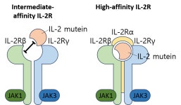 [신약 개발 실패와 성공의 교훈] IL-2 Therapy | 뉴스 > Bio뉴스 > 동향 | BRIC