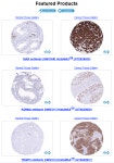 [GeneTex 한국공식대리점 (주)메디플바이오랩] Elevate Your IHC Results with HistoMAX™ Antibodies | 연구용제품 > Bio마켓 | BRIC