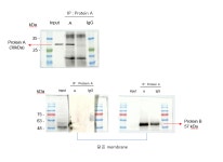 IP 이제 막 시작했는데,, 도와주세요,, | 실험 Q&A > 커뮤니티 | BRIC