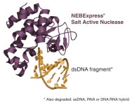 Grade & G8024 NEBExpress Salt Active Nuclease, GMP... Grade & G8024 NEBExpress Salt Active Nuclease, GMP  | 연구용제품 > Bio마켓... 