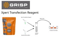 [GRISP Research Solution 대리점 에이아이바이오허브] (Xpert Transfection Reagent) | 연구용제품 > Bio마켓 | BRIC [GRISP Research...
