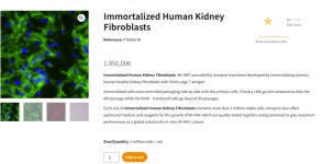 [Innoprot] P10666-IM Immortalized Human Kidney Fibroblasts | 할인행사 > Bio마켓 | BRIC