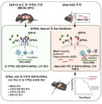 암 환자 말라가게 하는 '악액질' 잡았다 | 뉴스 > Bio뉴스 > 동향 | BRIC 암 환자 말라가게 하는 '악액질' 잡았다 | 뉴스 > Bio뉴스 > 동향 | BRIC