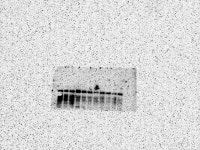 IP관련하여 여쭤봅니다 :( | 실험 Q&A > 커뮤니티 | BRIC